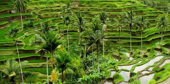 gorgeous bali rice fields and rice terraces copy
