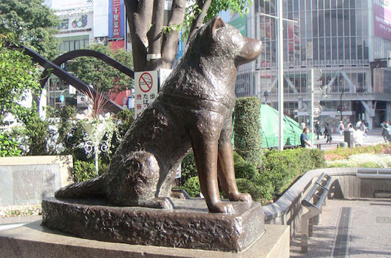 hachiko statue free things to do in shibuya