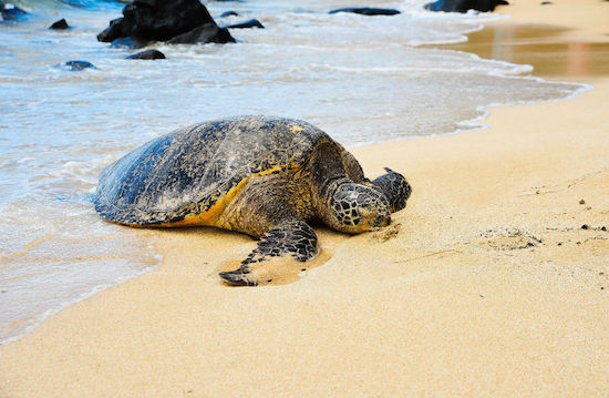 save sea turtles skip the plastic