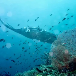 manta rays on diving indonesia seas