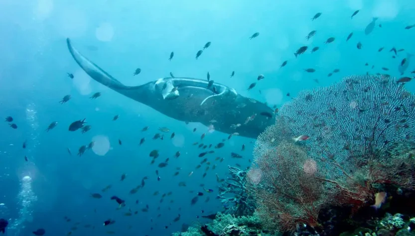 manta rays on diving indonesia seas